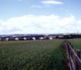 Blucher Village